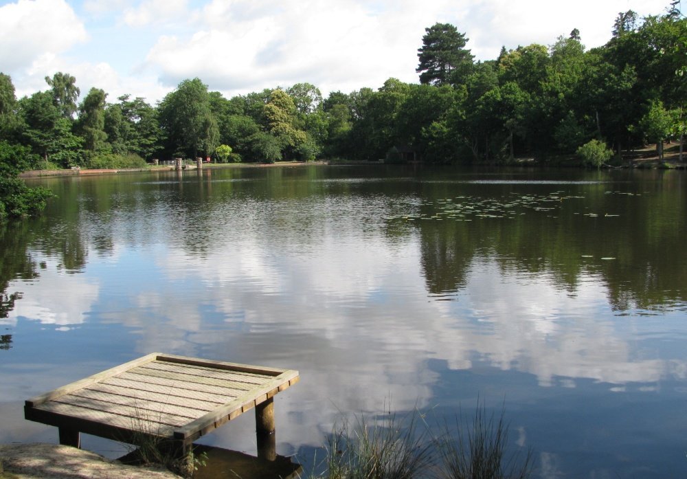 Lake and trees on a sunny day, a place to unwind